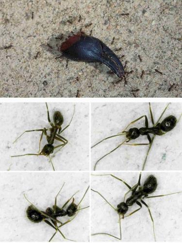 Paratrechina sp.